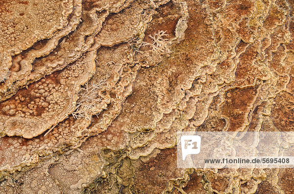 Sinterablagerungen und Strukturen  von thermophilen Bakterien eingefärbt  Main Terrace  Mammoth Hot Springs  Yellowstone National Park  Wyoming  USA