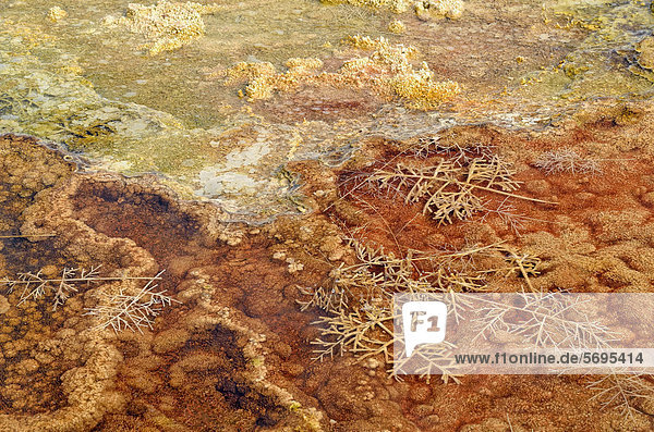 Eisen- und schwefelhaltige Sinterablagerungen  von thermophilen Bakterien eingefärbt  sowie Pflanzereste in warmer Quelle  Trail Springs  Main Terrace  Mammoth Hot Springs  Yellowstone National Park  Wyoming  USA