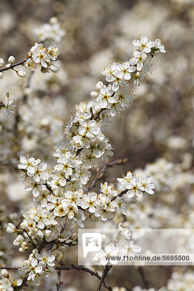 Blühende Schlehe  Gewöhnliche Schlehe  Schwarzdorn (Prunus spinosa)