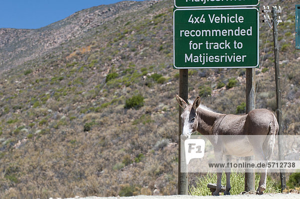 Esel unter dem Warnschild Allradantrieb empfohlene Straße  Cederberge West Kap  Südafrika  Afrika