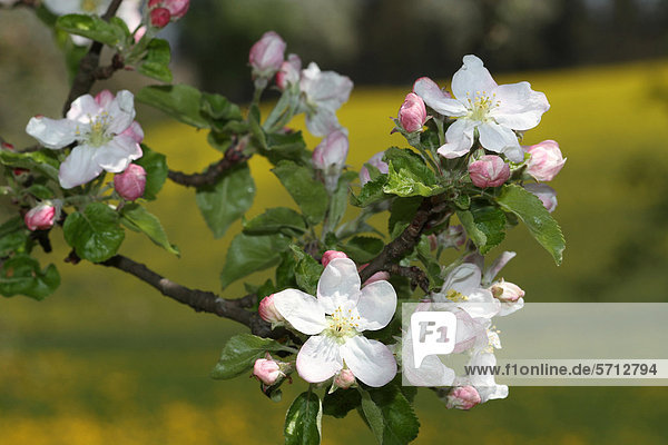 Apfelblüten  Apfelbaum (Malus domestica)  Mostviertel  Niederösterreich  Österreich  Europa