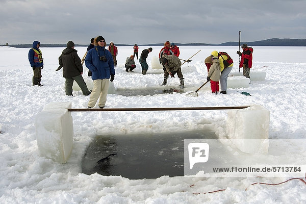 Vorbereitungen zum Eistauchen,  Baikalsee,  Insel Olchon,  Sibirien,  Russland,  Eurasien