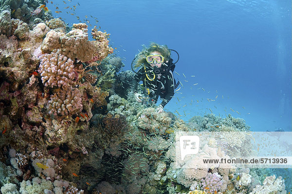 Taucher mit Glasfischen (Parapriacanthus guentheri)  Rotes Meer  Ägypten  Afrika