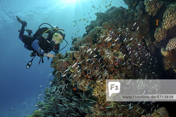 Diver and Glassfish (Parapriacanthus guentheri)  Red Sea  Egypt  Africa