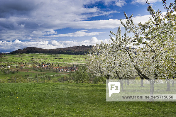 Blühende Kirschbäume bei Obereggenen  Markgräflerland  Schwarzwald  Baden-Württemberg  Deutschland  Europa