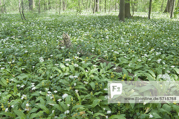 Bärlauch (Allium ursinum) im Leipziger Auwald  Sachsen  Deutschland  Europa