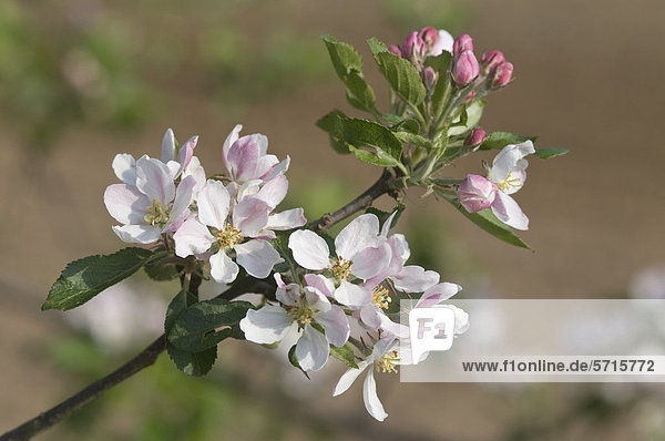 Apfelbaumblüte (Malus domestica)  Haren  Emsland  Niedersachsen  Deutschland  Europa