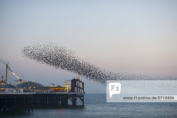 Stare (Sturnus vulgaris)  Schwarm fliegt über dem Meer  die Vögel sammeln sich am Schlafplatz  Brighton Pier  East Sussex  England  Großbritannien  Europa