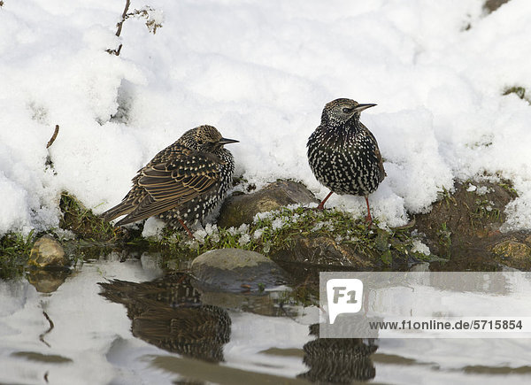 Stare (Sturnus vulgaris)  zwei ausgewachsene Vögel  im Winterkleid  stehen am schneebedeckten Ufer eines Teiches und trinken  Salthouse  Norfolk  England  Großbritannien  Europa