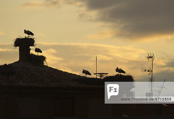 Weißstörche (Ciconia ciconia)  ausgewachsene Vögel in ihren Nester mit Jungvögeln  Brutkolonie  Silhouetten auf dem Dach des Doms bei Sonnenuntergang  Kathedrale von Alfaro  Alfaro  La Rioja  Spanien  Europa