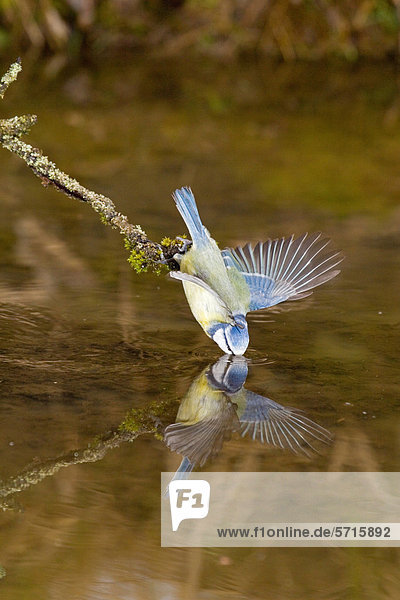 Blaumeise (Parus caeruleus)  Altvogel trinkt auf Zweig über Wasser  balanciert mit den Flügeln  mit Spiegelung  Suffolk  England  Großbritannien  Europa