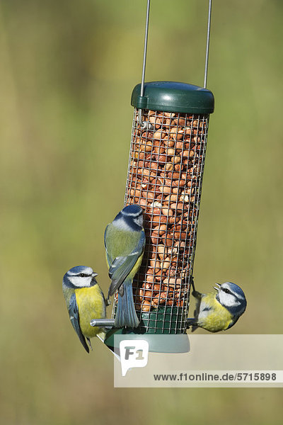 Blaumeise (Parus caeruleus)  drei Altvögel fressen an hängender Futterstation mit Erdnüssen im Garten  Norfolk  England  Großbritannien  Europa