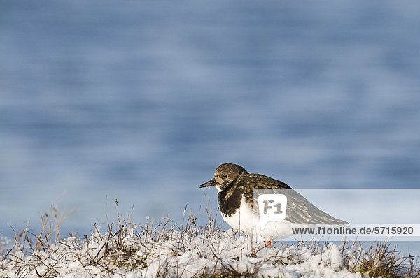 Steinwälzer (Arenaria interpres)  Altvogel im Winterkleid steht im Schnee  Salthouse  Norfolk  England  Großbritannien  Europa