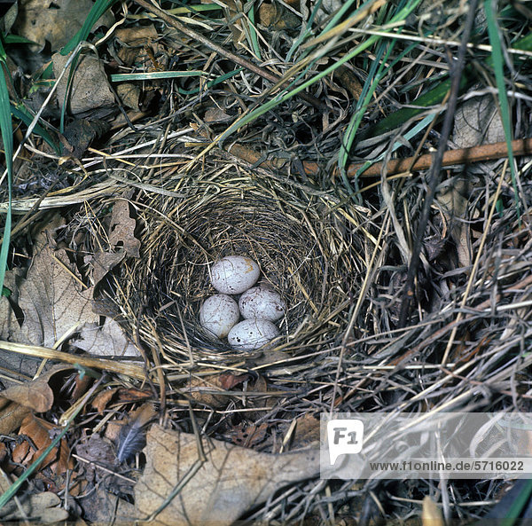 Yellowhammer (Emberiza citrinella)  four eggs in nest