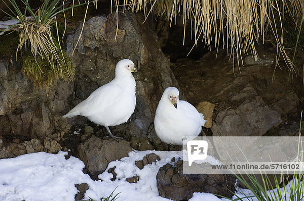 Weißgesicht-Scheidenschnabel (Chionis alba)  Altvogel-Paar steht unter schneebedeckten Felsen an potentieller Neststelle  Südgeorgien
