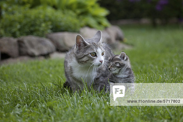 Getigerte Hauskatze mit ihrem Jungen im Garten
