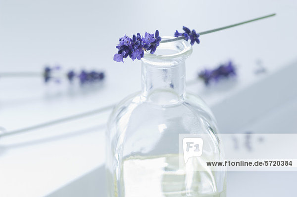 Lavendelöl in der Flasche mit Blume  Nahaufnahme