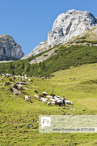 Österreich  Salzburger Land  Schäfer beim Schafhüten am Berg