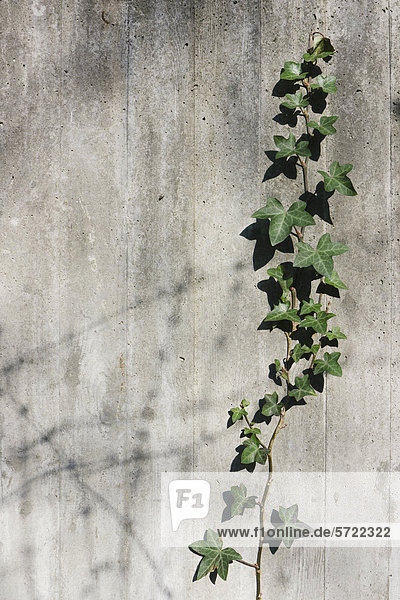 Ivy growing on concrete wall  close up