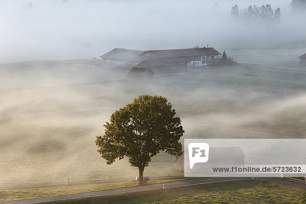 Deutschland  Bayern  Kleinweil  Blick auf das Haus im Nebel