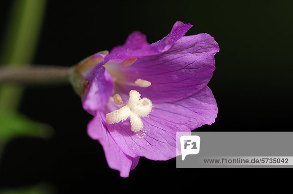 Zottiges Weidenröschen oder Rauhhaariges Weidenröschen (Epilobium hirsutum)  Blüte  Nordrhein-Westfalen  Deutschland  Europa