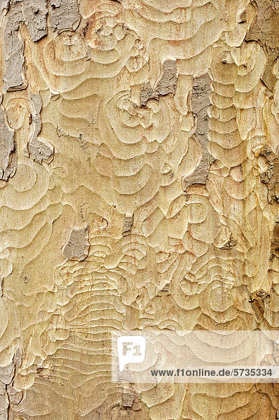 Berg-Ahorn  Bergahorn (Acer pseudoplatanus)  Rinde  Nordrhein-Westfalen  Deutschland  Europa
