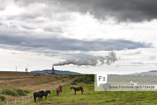 Icelandic horses in pasture with geothermal steam visible in background  Iceland