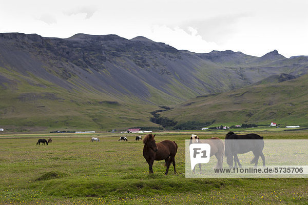 Icelandic horses grazing in pasture with mountains in the background  Iceland