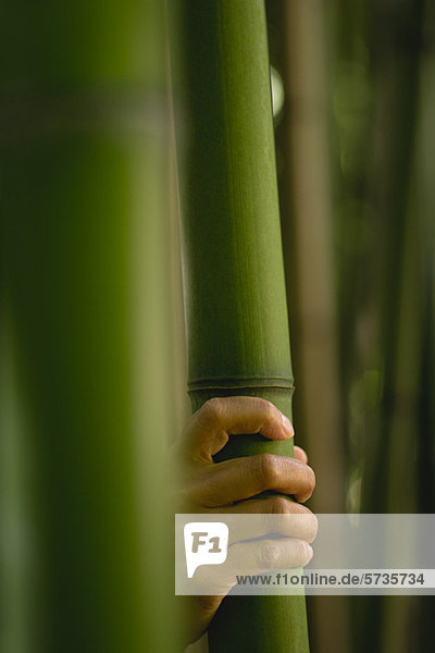 Handberührender Bambus