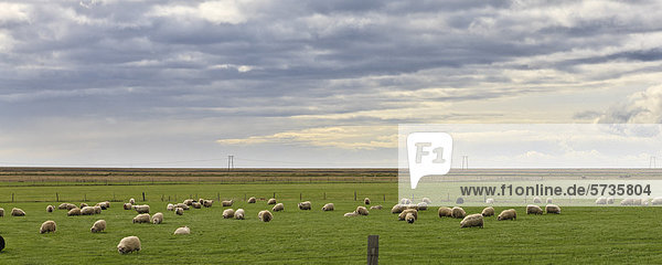 Island  Panoramablick auf weidende Schafe im Feld