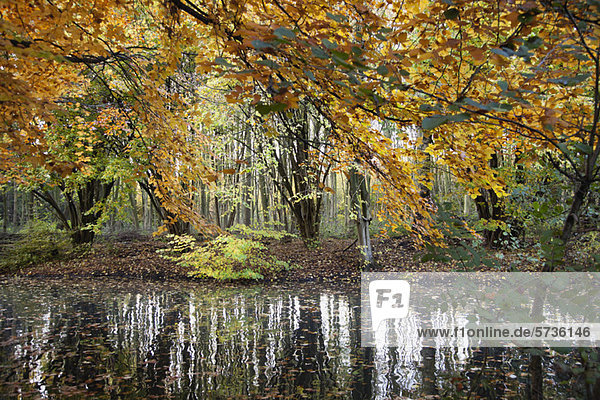 Ruhiger Teich im Herbst