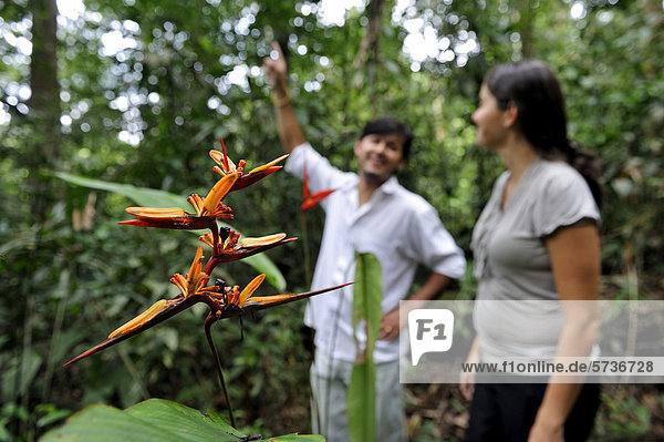 Forst-Experten im Amazonas-Regenwald  Blüte einer Helikonie (Heliconia)  Belem  Bundesstaat Para  Brasilien  Südamerika