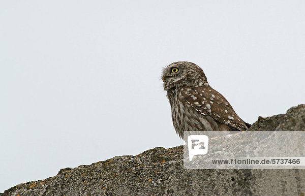 Steinkauz (Athene noctua)  Nordbulgarien  Bulgarien  Europa