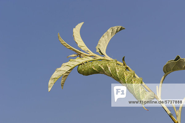 Tabakschwärmer (Manduca sexta)  Raupe auf einer Pflanze  Dinero  Stausee Lake Corpus Christi  Süd-Texas  USA