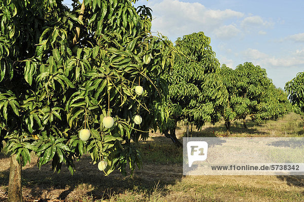Mango Plantage