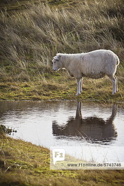 Schaf an einem Tümpel  Ellenbogen  Sylt  Schleswig-Holstein  Deutschland  Europa