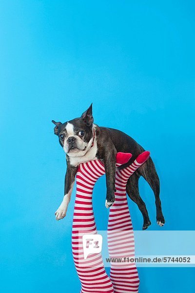 Farbaufnahme  Farbe  halten  Hund  Schuh  Strumpf  Streifen