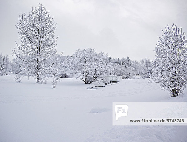 Baum  Landschaft  Schnee