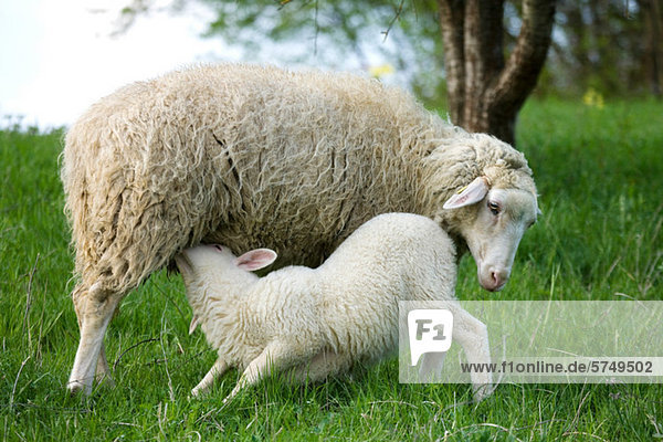 Lamm-Säugling vom Mutterschaf