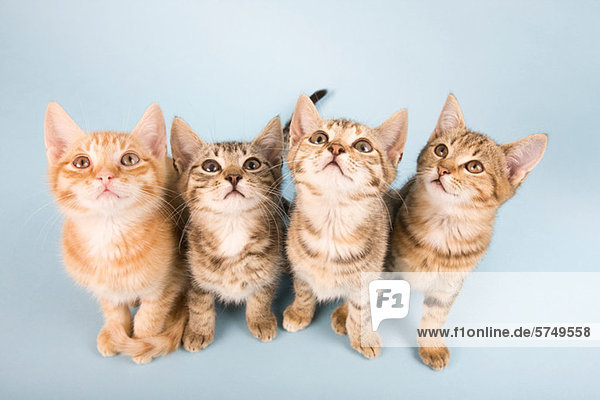 Vier Katzen  die nach oben schauen