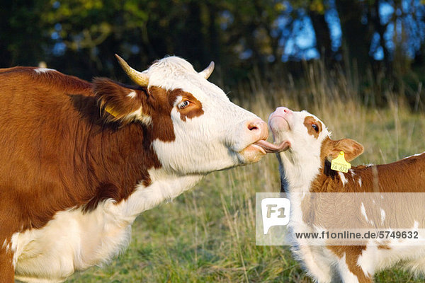 Cow licking calf