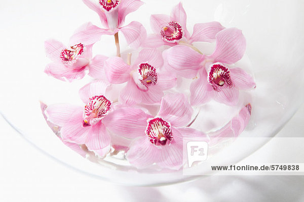 Pink flowers in glass bowl