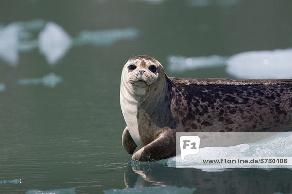 Wildlife near Tracy Arm Glacier