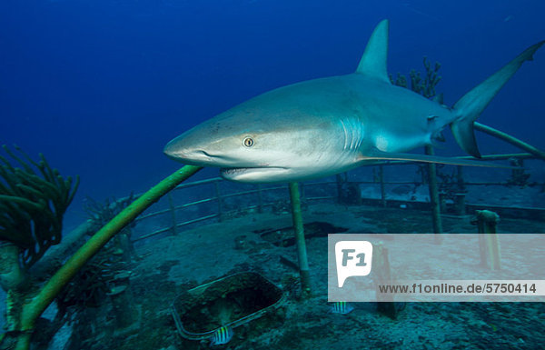 Caribbean Reef Shark and Wreck