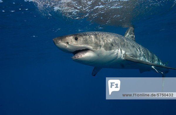 Great White Shark  Mexico.