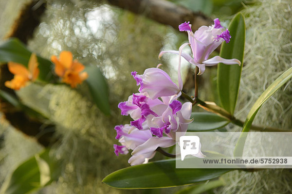 Blühende Orchideen
