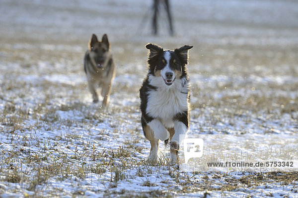 Zwei Hunde rennen auf einer winterlichen Wiese