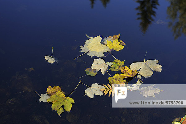 Autumn leaves floating on water of a lake