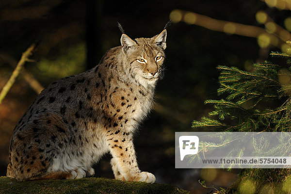 Sitzender Luchs (Lynx lynx)