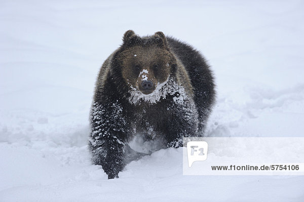 Europäischer Braunbär (Ursus arctos arctos) im Schnee